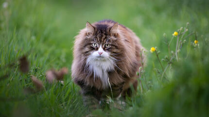 Big cat names