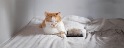 Kočka ležící vedle kartáče