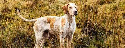 pes stojící na louce | Klíšťata u psů: Jak je včas odhalit a správně odstranit? | Purina®