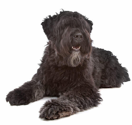 Flanderský bouvier