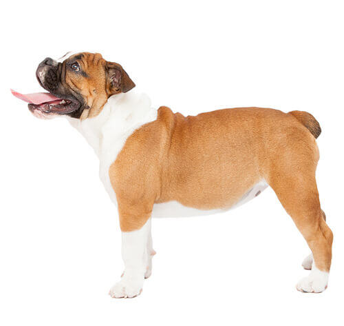 Buldok