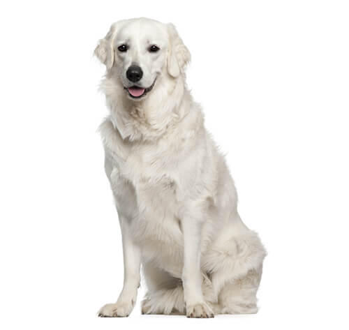 Maďarský kuvasz