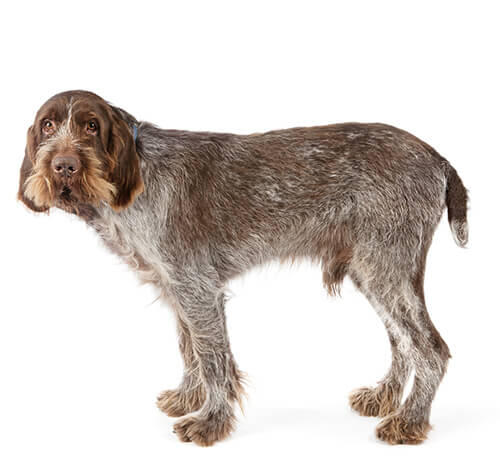 Italský spinone
