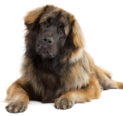 Leonberger 