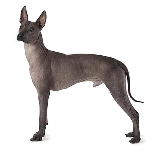 Mexický naháč (xoloitzcuintle)
