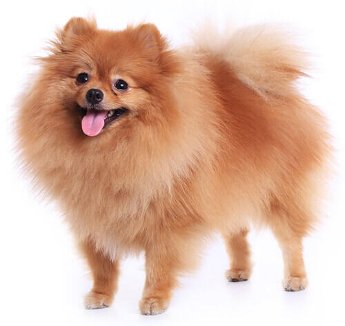 Pomeranian