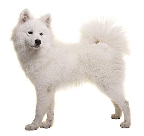 Samojed