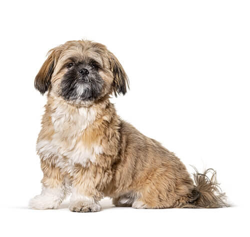 Shih-tzu