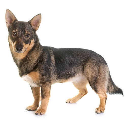 Švédský vallhund