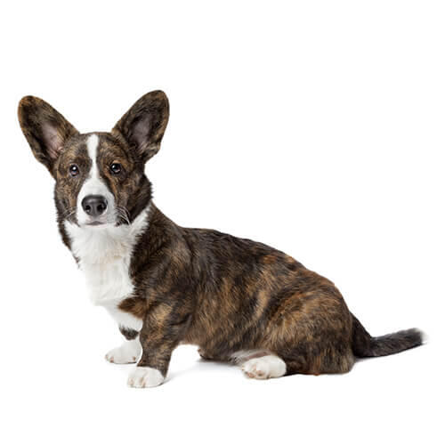 Welsh corgi cardigan