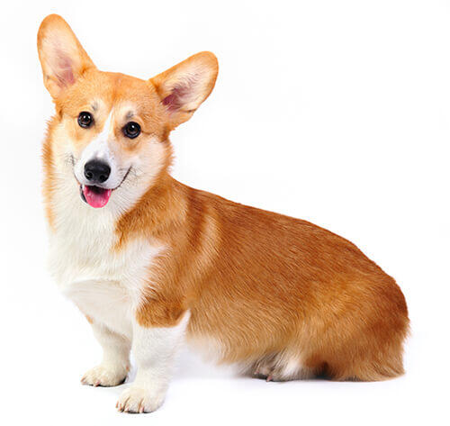 Welsh corgi pembroke