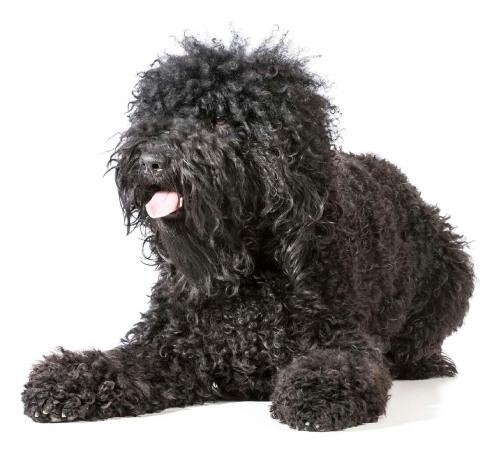 Barbet