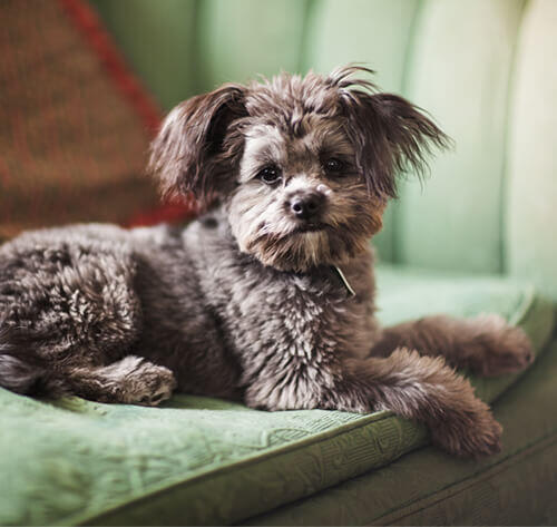 Yorkie Poo (Yorkipoo)