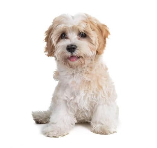 Cavapoo