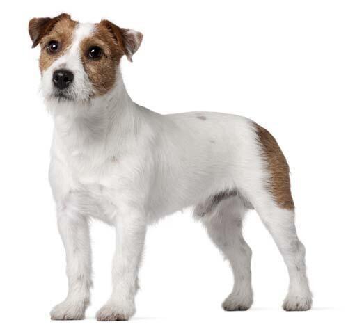 Jack Russell teriér