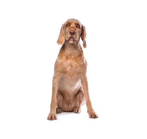 Maďarský ohař (vizsla) drátosrstý