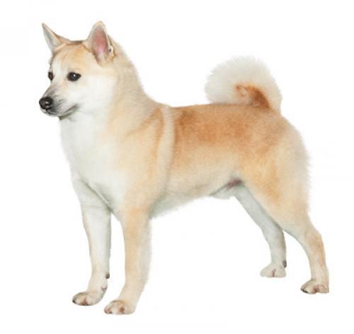 Norský buhund