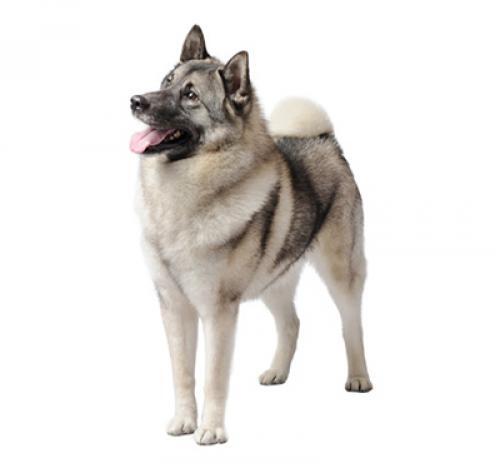 Norský elkhound