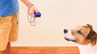 Dog clicker training