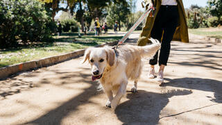 Woman walking dog