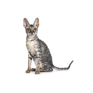 Cornish Rex