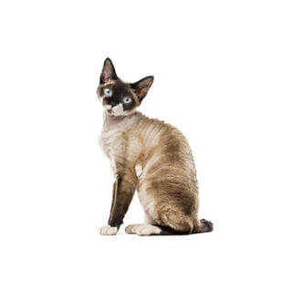 Devon Rex