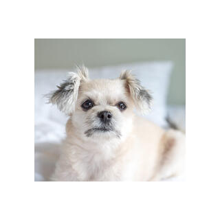 Pomapoo