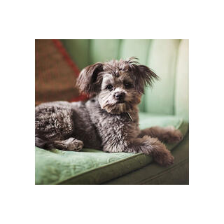 Yorkie Poo (Yorkipoo)