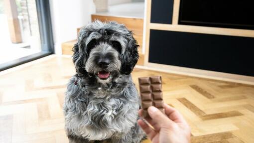 Majitel držící před psem tabulku čokolády