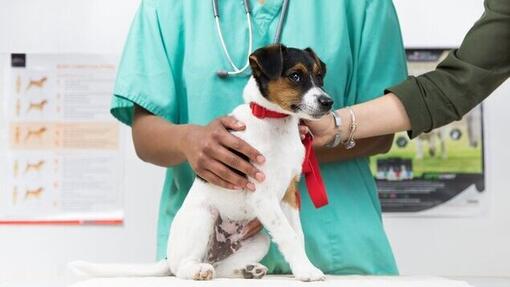 Veterinář kontroluje/vyšetřuje žaludek štěněte