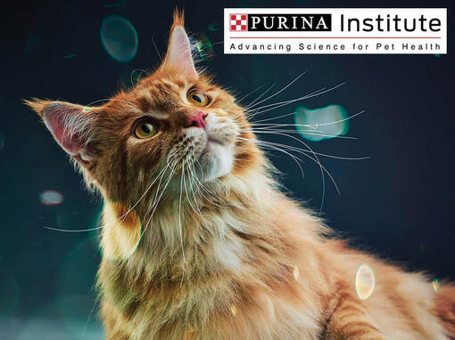 Purina Institute a inovace