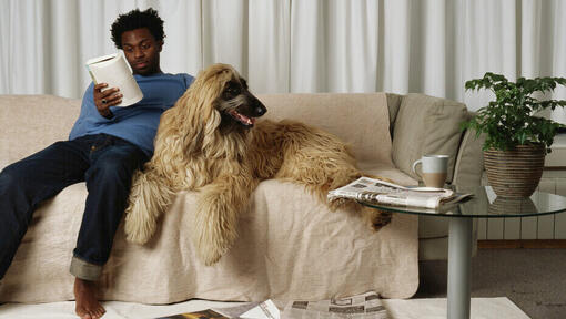 Afghan hound sitting on the couch next to the owner.