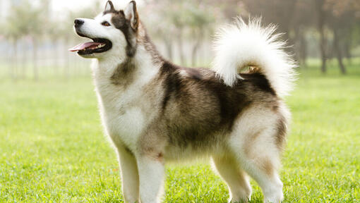 Alaskan malamute looking up.