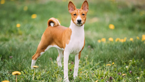 Brown basenji standing on grass.