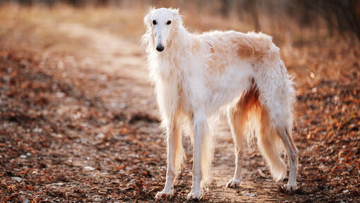 white borzoi standing on the trail