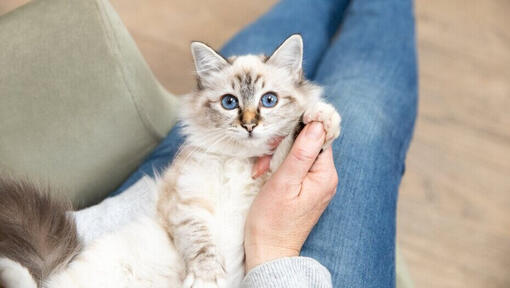 Světlé kotě s modrýma očima leží páníčkovi na klíně