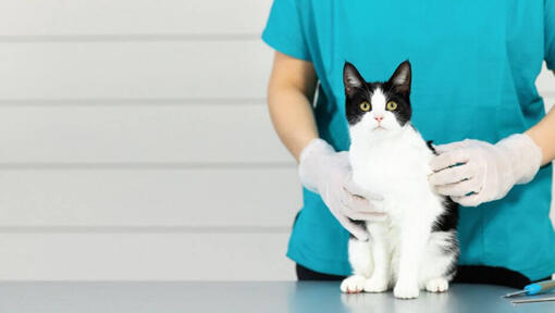 Černá a bílá kočka sedící na stole veterináře
