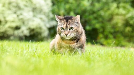Cat sitting in the grass.