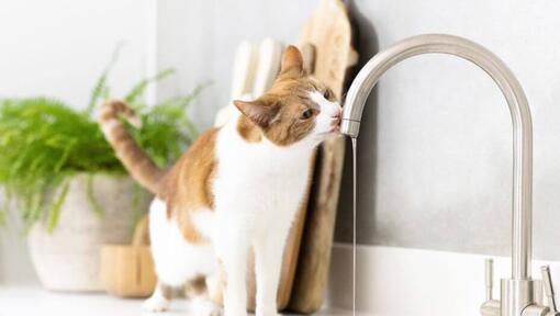 Světle hnědobílá kočka pijící vodu z kohoutku