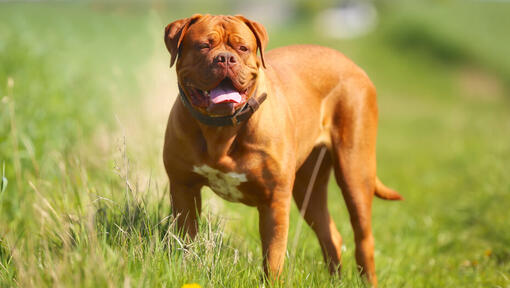 Dogue de Bordeaux standing on the grass