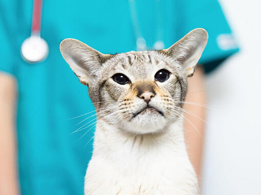 kočka u veterináře