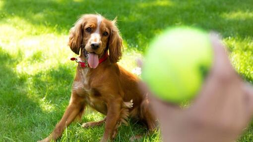 Šťastné štěně španěla čeká na hození tenisového míčku