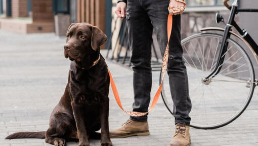 Labrador stojící vedle svého majitele