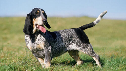 Basset Bleu De Gascogne stojící v poli