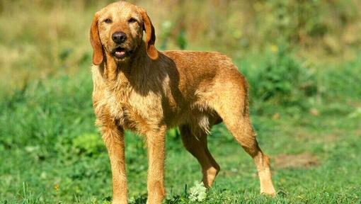 Basset Fauve De Bretagne v poli