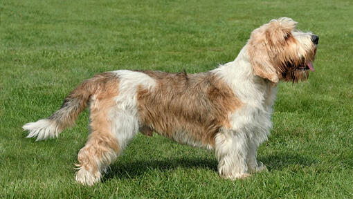 Petit Basset Griffon Vendeen stojící na trávě