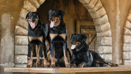 Tři stojící beauceroni