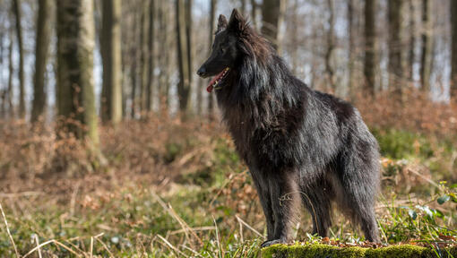 Belgický ovčák Groenendael v lese