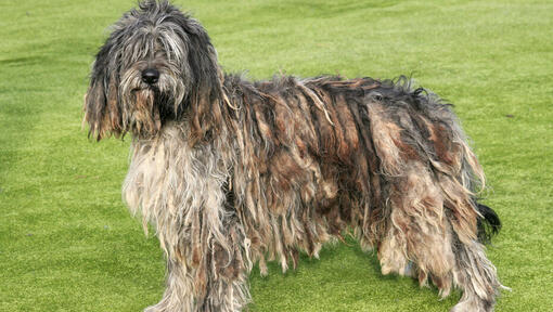 Bergamasco stojící na travnatém hřišti