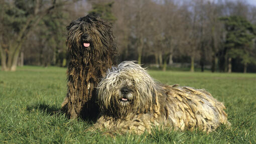 Dva bergamašští psi v poli